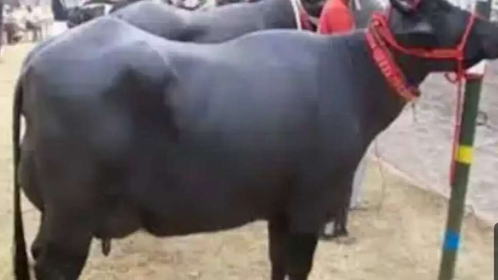 भैंस