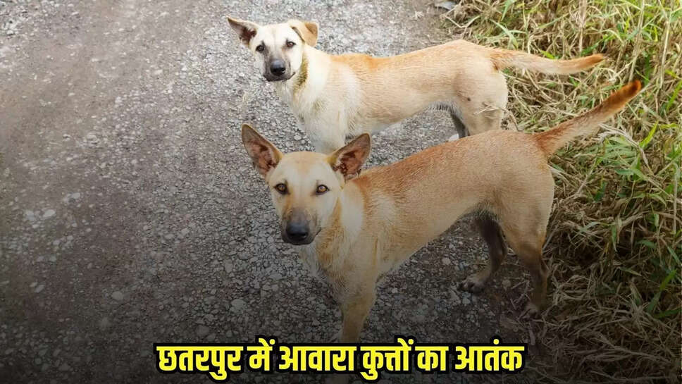 Chhatarpur News