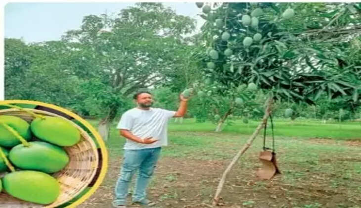 एमपी के किसान रोमी को आम ने बना दिया मालामाल