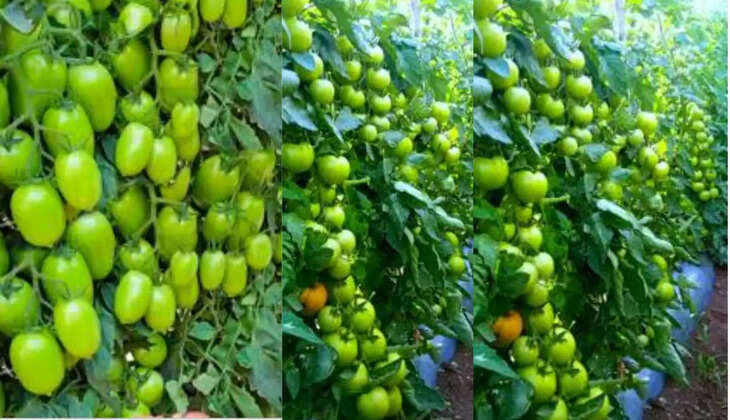 Tomato cultivation 