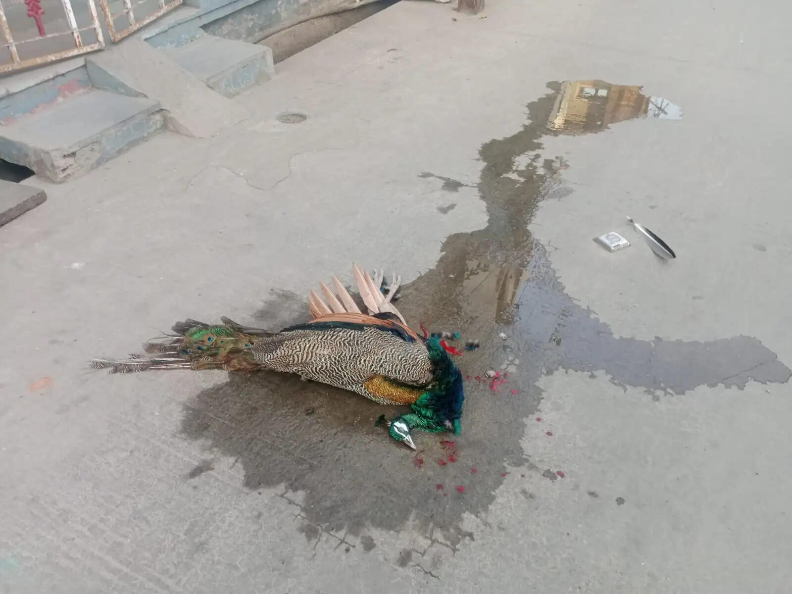 Peacock