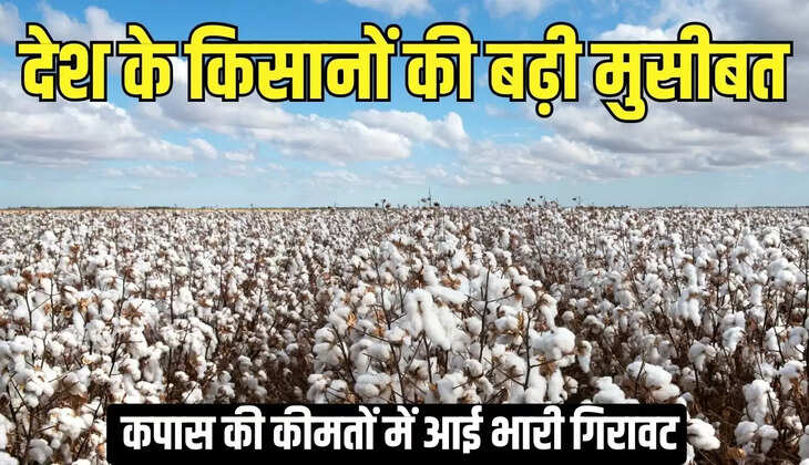 Cotton Rate : देश के किसानों की बढ़ी मुसीबत, कपास की कीमतों में आई भारी गिरावट&nbsp;
