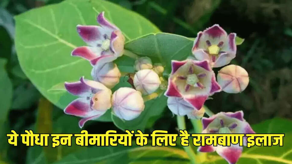  ये पौधा इन बीमारियों के लिए है रामबाण इलाज