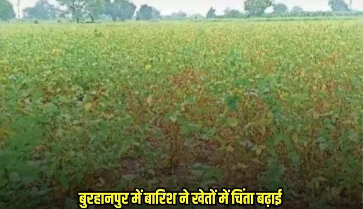 Burhanpur news, MP news,