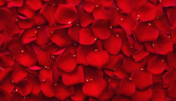 Rose rose