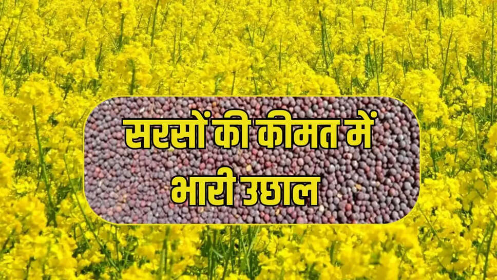 mustard prices