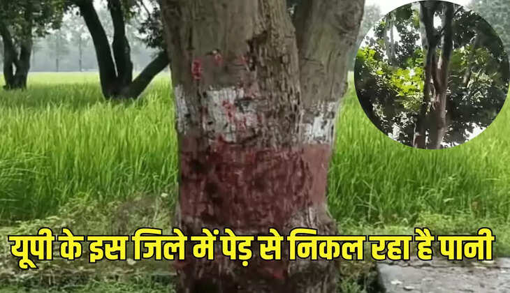 यूपी के इस जिले में पेड़ से निकल रहा है पानी