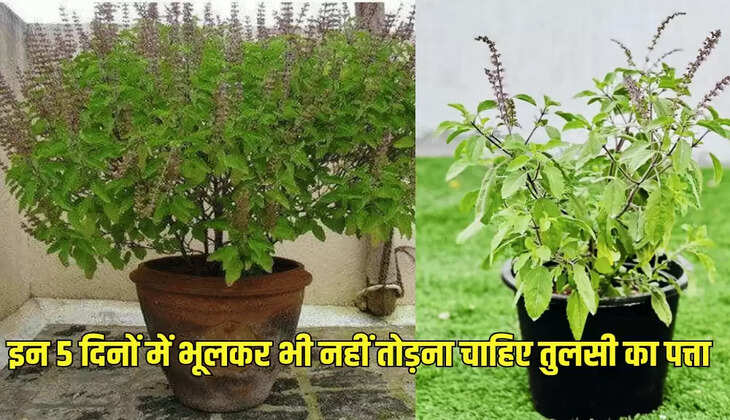 इन 5 दिनों में भूलकर भी नहीं तोड़ना चाहिए तुलसी का पत्ता