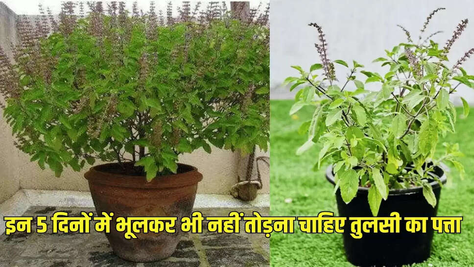 इन 5 दिनों में भूलकर भी नहीं तोड़ना चाहिए तुलसी का पत्ता