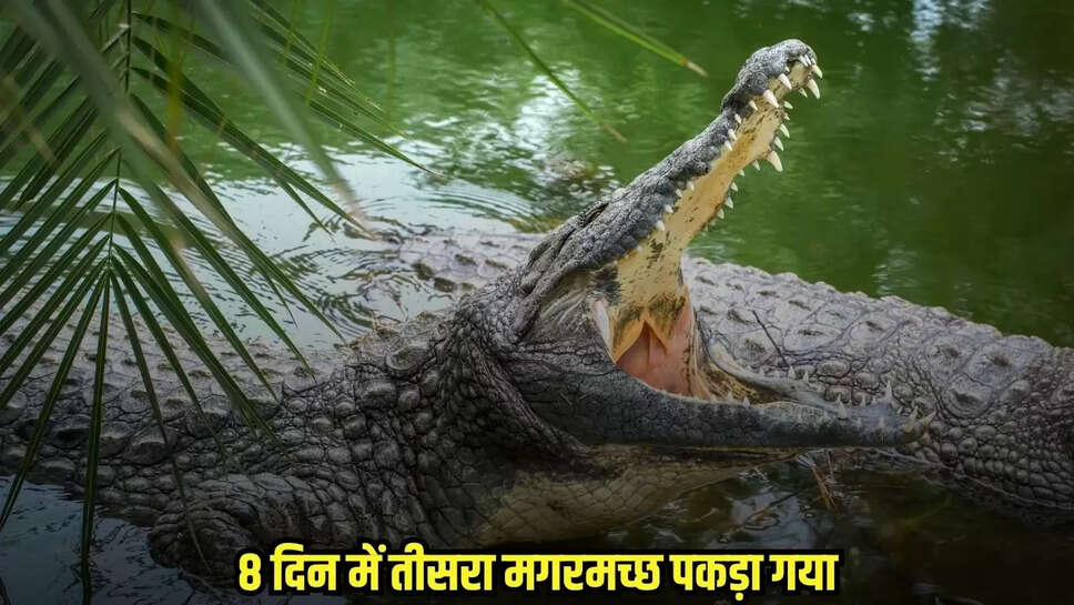 Damoh News