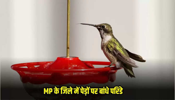 MP News