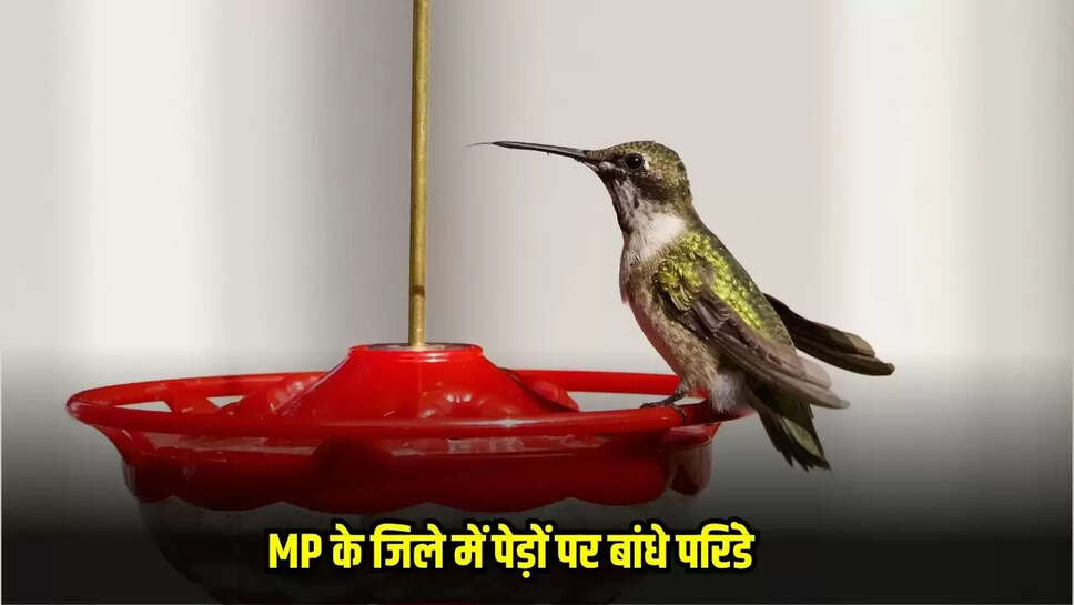 MP News