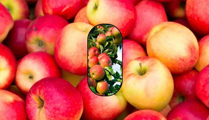 सेब का भाव