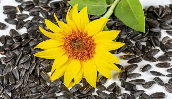 Sunflower seeds