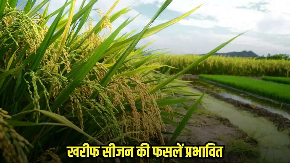 Bina News