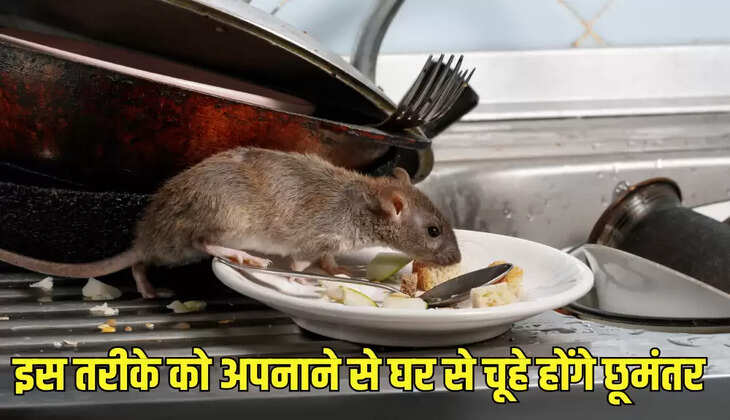 इस तरीके को अपनाने से घर से चूहे होंगे छूमंतर