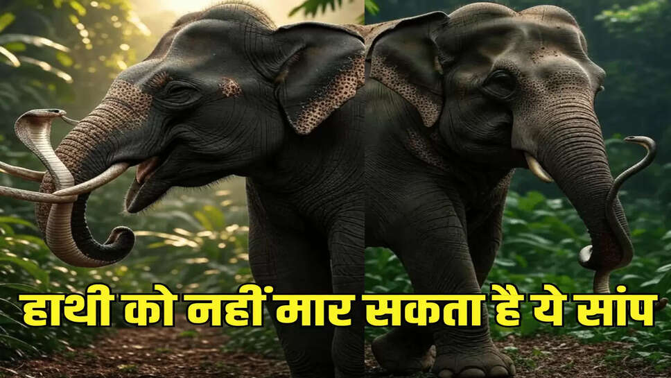हाथी को नहीं मार सकता है ये सांप
