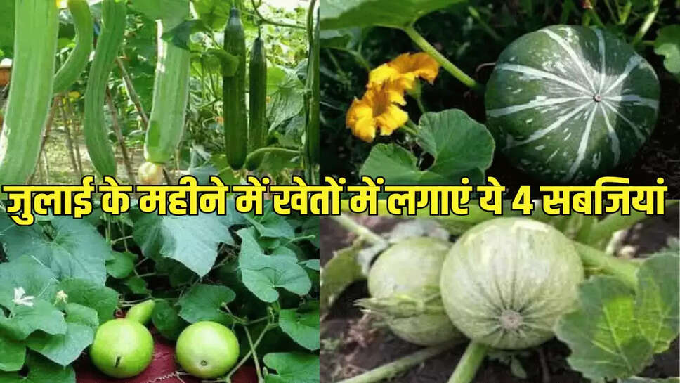 जुलाई के महीने में खेतों में लगाएं ये 4 सब्जियां