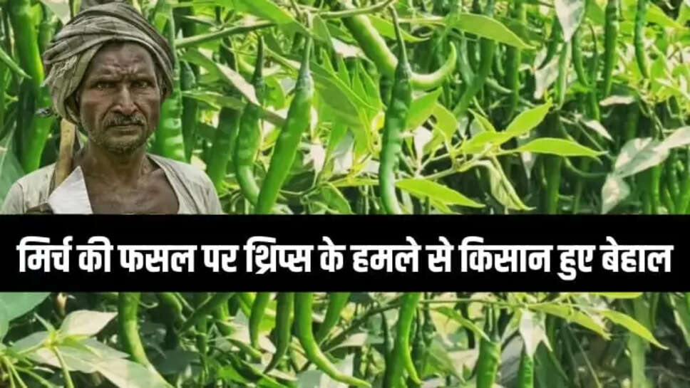 मिर्च की फसल पर थ्रिप्स