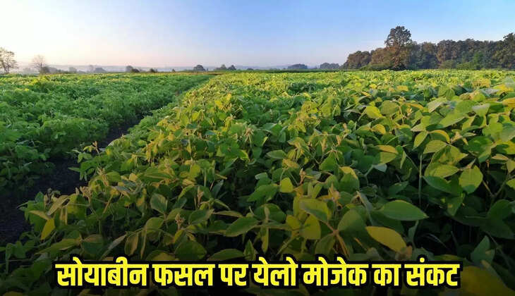 Burhanpur news, MP news,