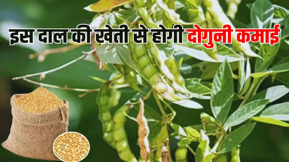 इस दाल की खेती से होगी दोगुनी कमाई