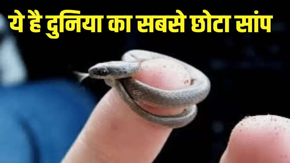ये है दुनिया का सबसे छोटा सांप