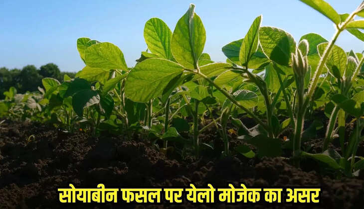 Burhanpur news, MP news,