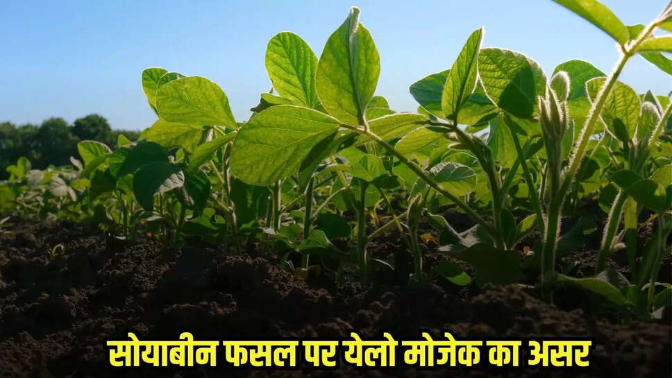 Burhanpur news, MP news,