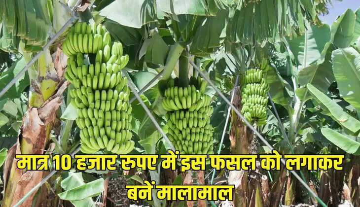मात्र 10 हजार रुपए में इस फसल को लगाकर बनें मालामाल