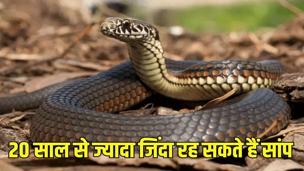 20 साल से ज्यादा जिंदा रह सकते हैं सांप