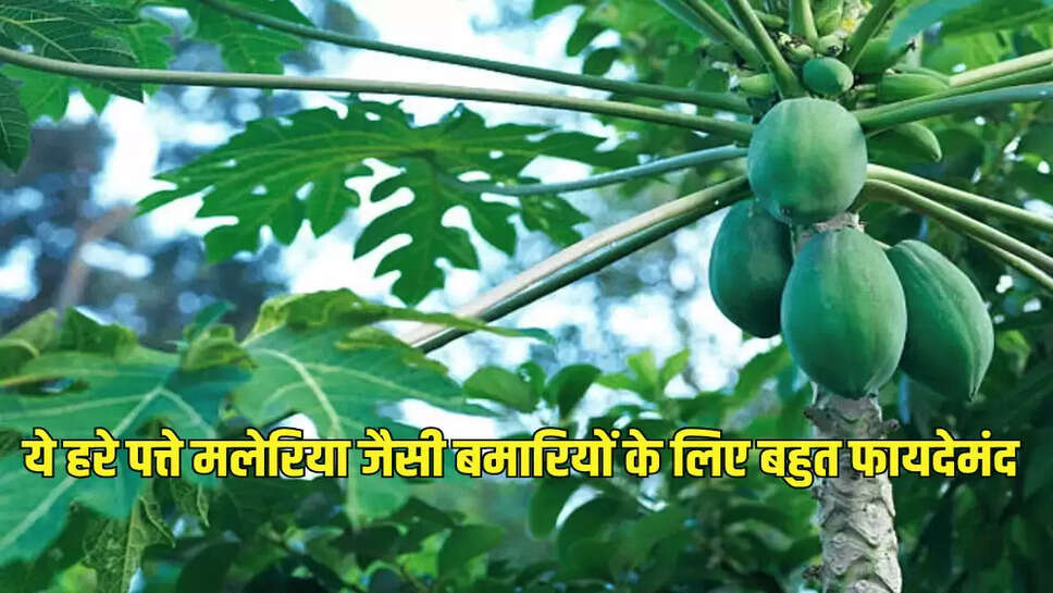 ये हरे पत्ते मलेरिया जैसी बमारियों के लिए बहुत फायदेमंद