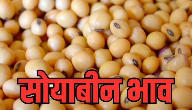 MP soybean price 