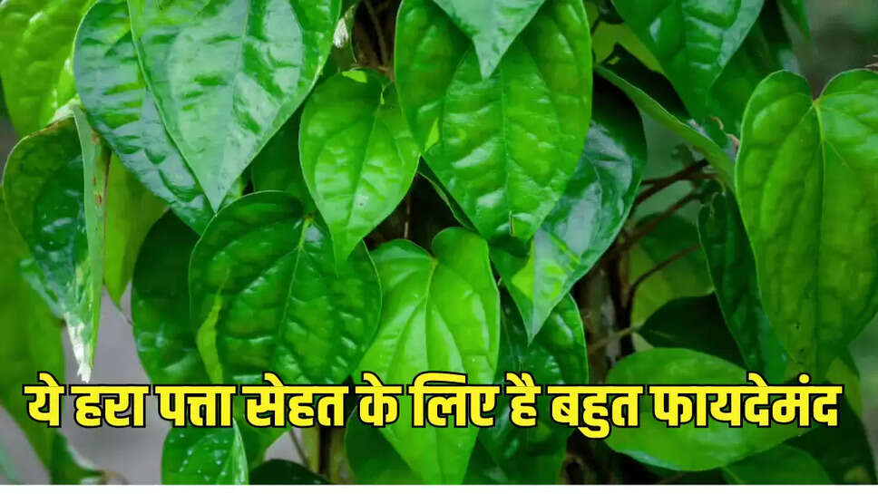 ये हरा पत्ता सेहत के लिए है बहुत फायदेमंद