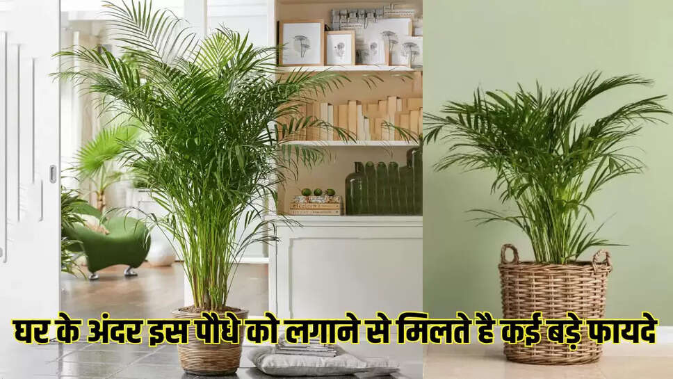  घर के अंदर इस पौधे को लगाने से मिलते है कई बड़े फायदे