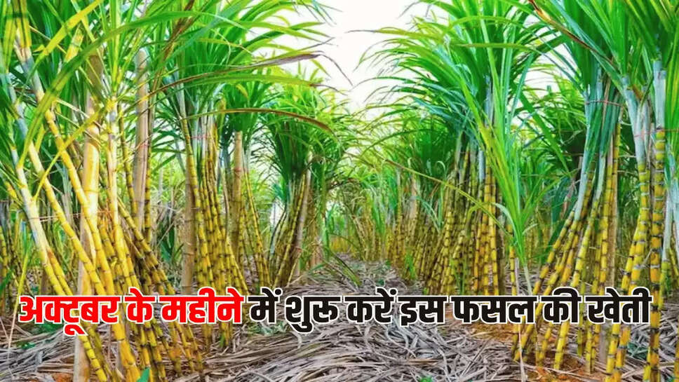 अक्टूबर के महीने में शुरू करें इस फसल की खेती