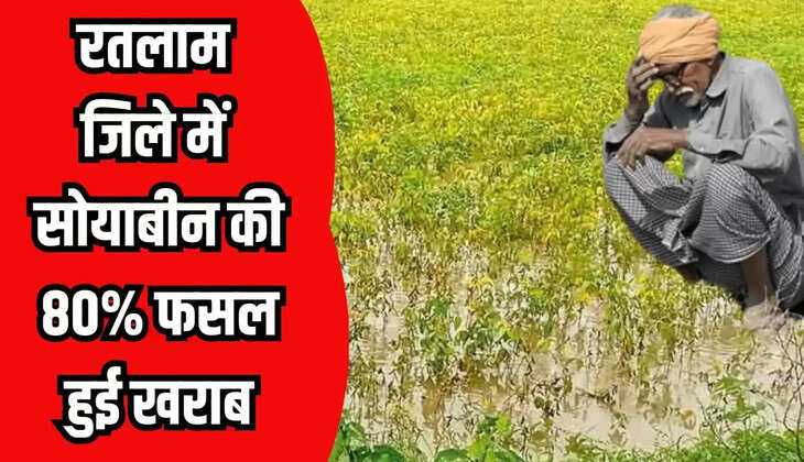 सोयाबीन की 80 फीसदी फसल चौपट