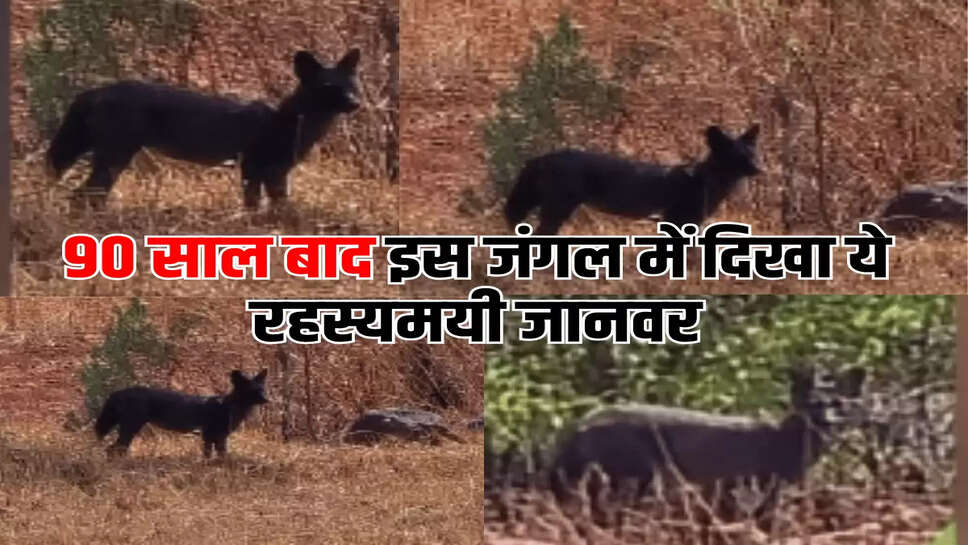 90 साल बाद इस जंगल में दिखा ये रहस्यमयी जानवर