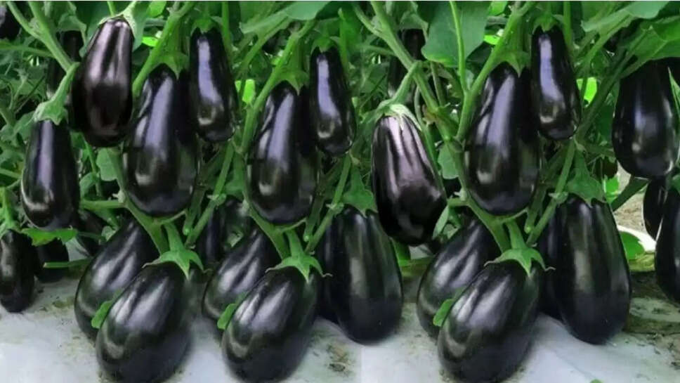 बैंगन की पौध 