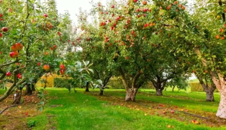 पोधों के लिए अनुदान 