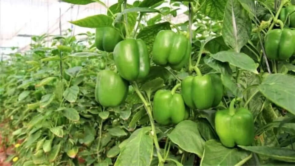 planting tomatoes capsicum 