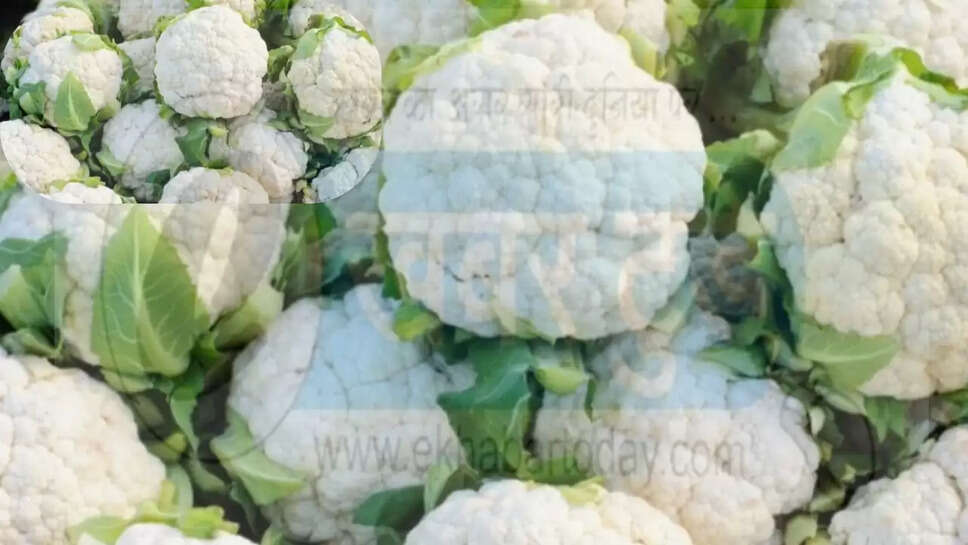 फूल गोभी 