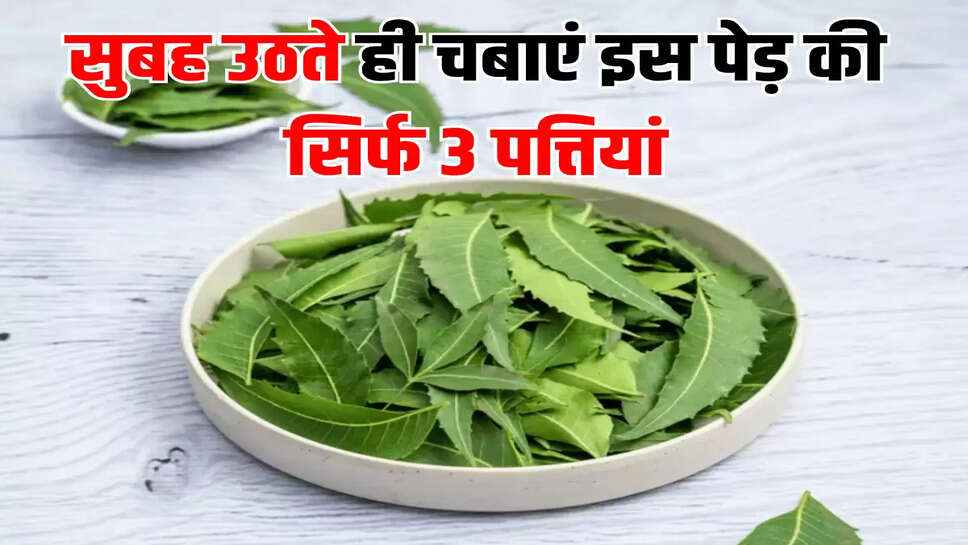 सुबह उठते ही चबाएं इस पेड़ की सिर्फ 3 पत्तियां