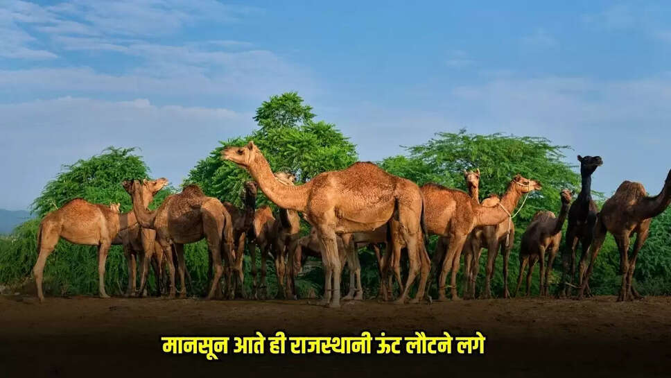 Mandsaur News