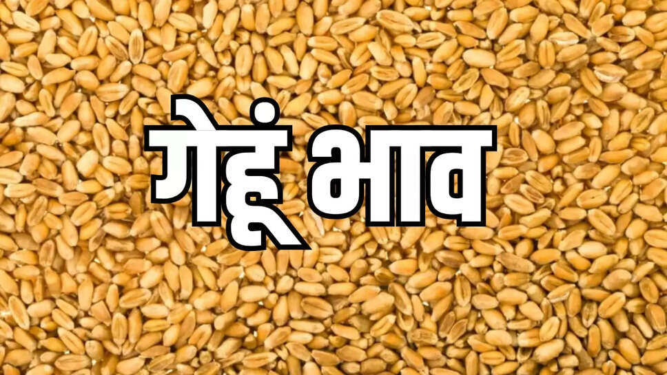 गेहूं 