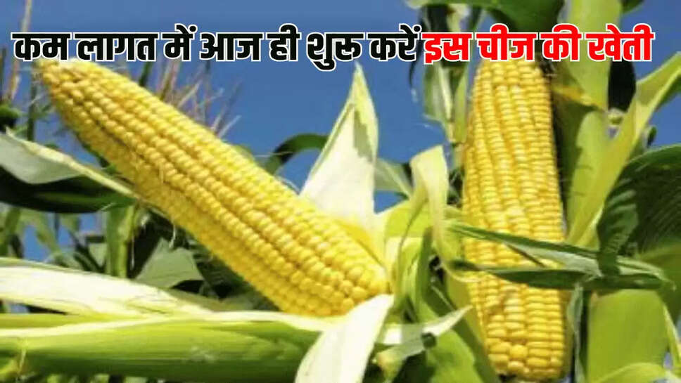 कम लागत में आज ही शुरू करें इस चीज की खेती