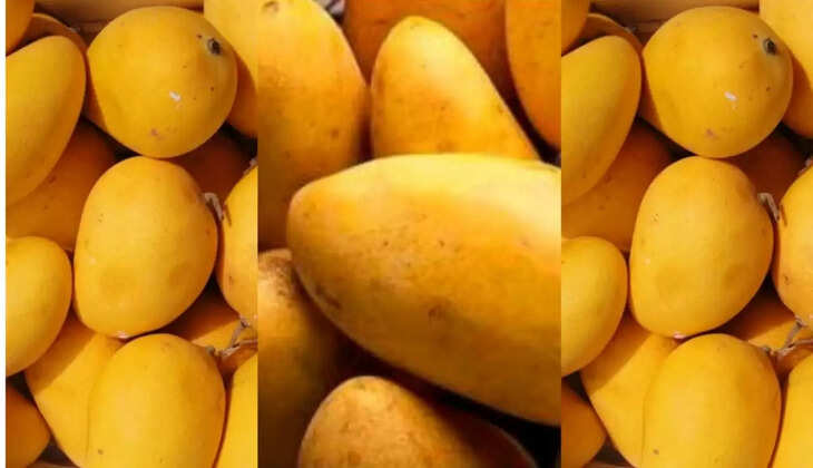  mango