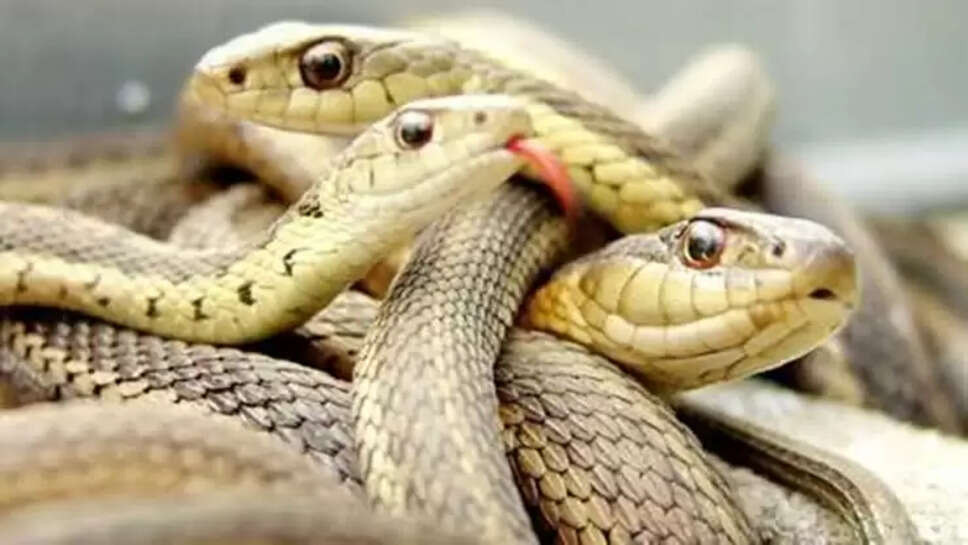 Madhya Pradesh news