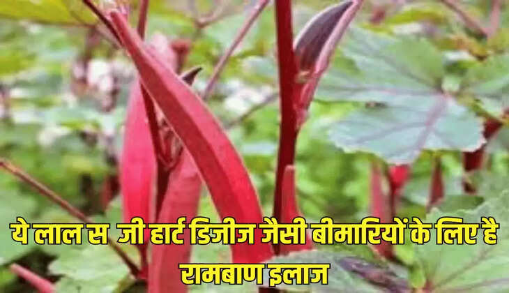 ये लाल सब्जी हार्ट डिजीज जैसी बीमारियों के लिए है रामबाण इलाज