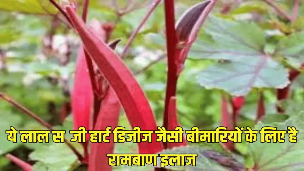 ये लाल सब्जी हार्ट डिजीज जैसी बीमारियों के लिए है रामबाण इलाज