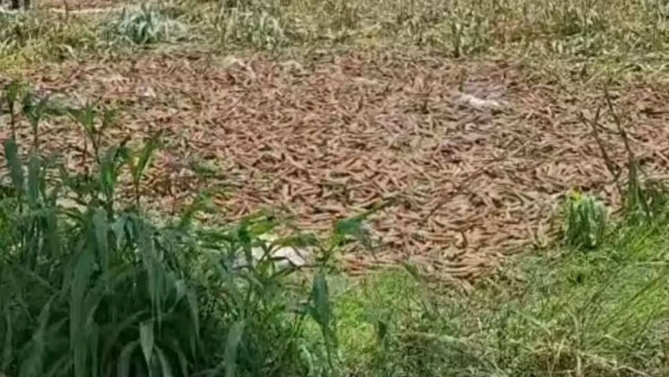 बारिश से बाजरे की सीटोंयो में फुटाव शुरू